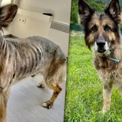 Owczarek niemiecki po przejściach, wychudzony i bez sierści, po kilku miesiącach w domu tymczasowym odżył i odzyskał blask. To dowód, że dioz afera może mieć szczęśliwe zakończenie.