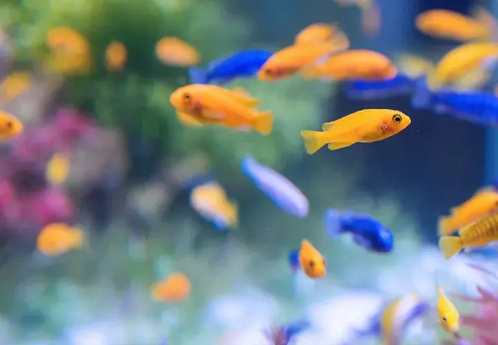 Jakie rybki dla dziecka? 5 najlepszych gatunków i korzyści